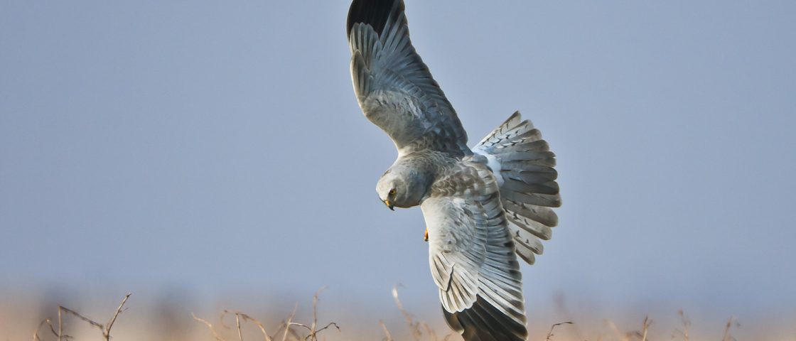 Kornweihenmännchen im Gleitflug